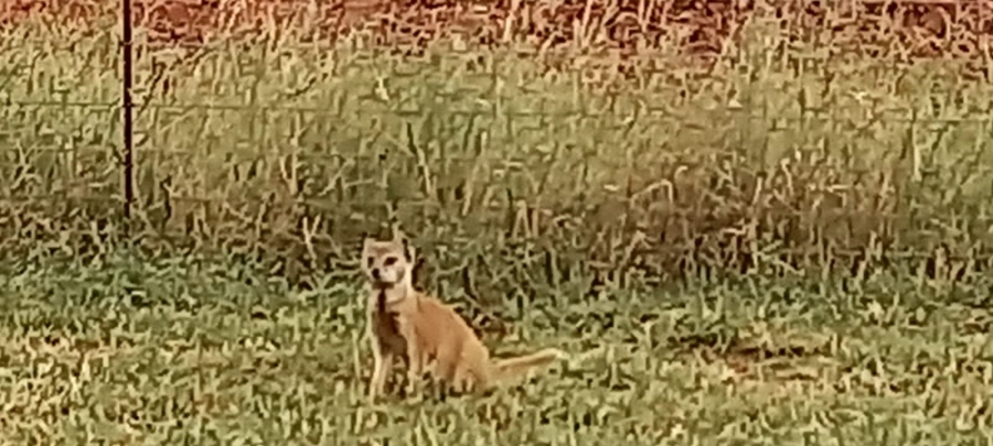 Commercial Property for Sale in Orkney Rural North West